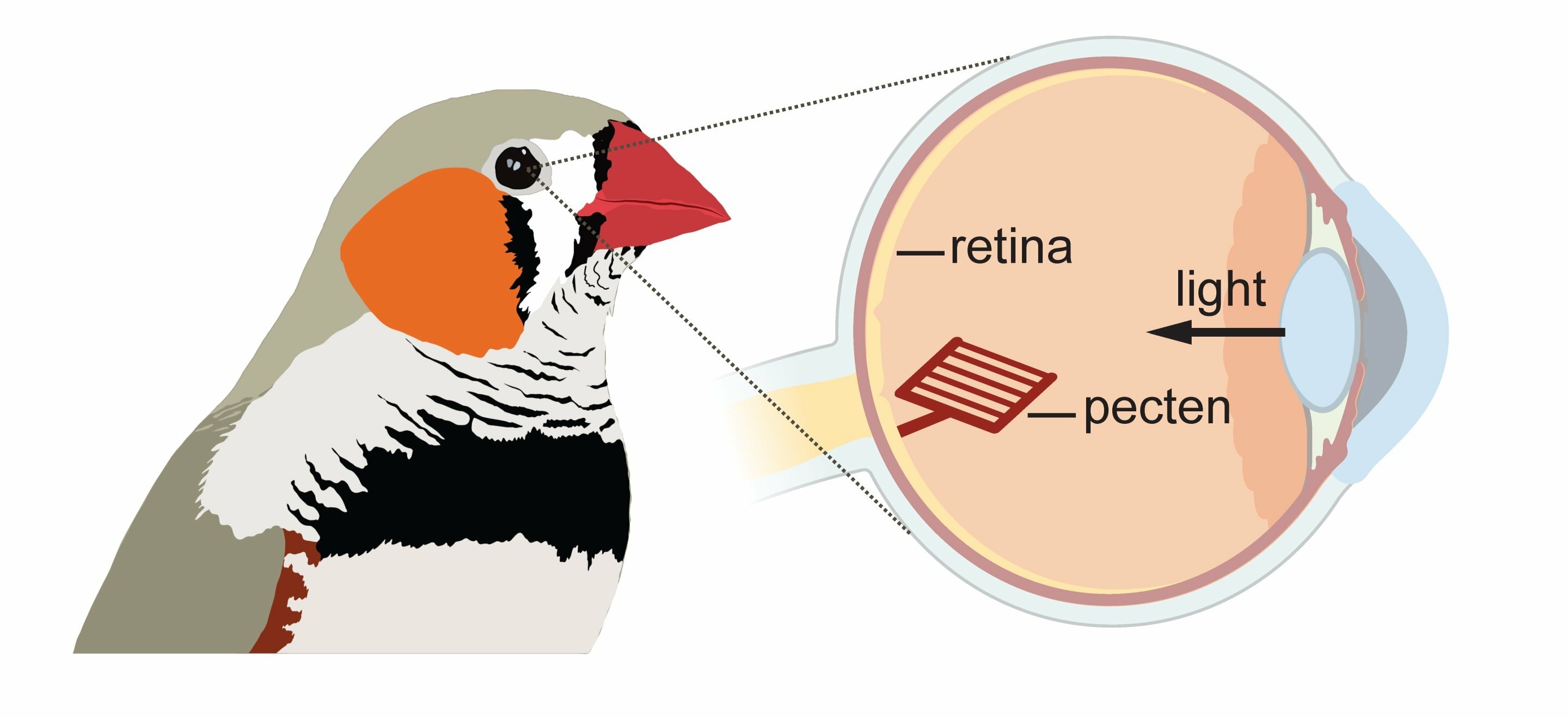 Vision r&Atilde;&copy;tine oiseaux_01