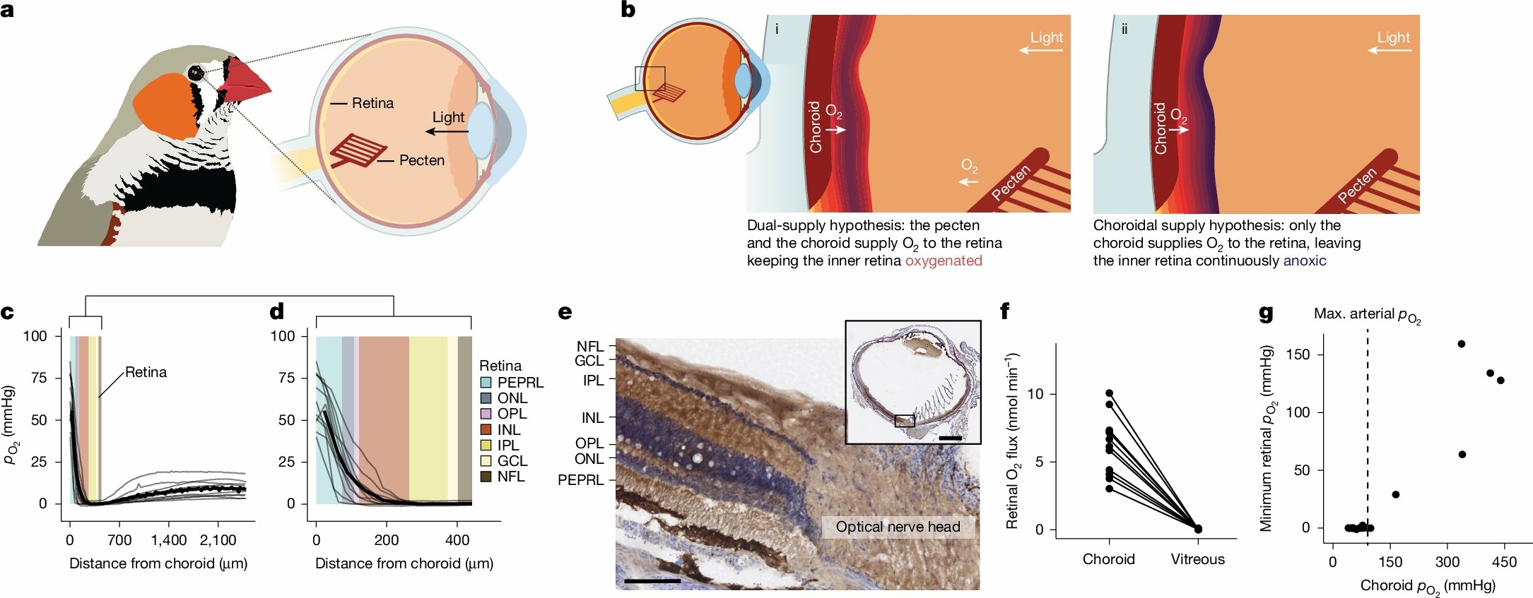 Vision r&Atilde;&copy;tine oiseaux_02