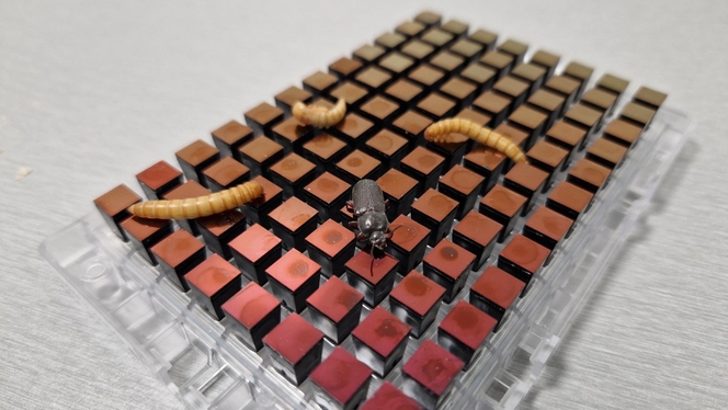 Ynsect alimenation insecte