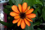 Zinnia espace